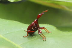 Paracycnotrachelus