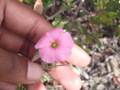 Oxalis bifurca