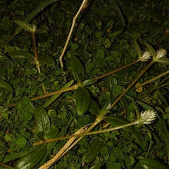 Gomphrena celosioides
