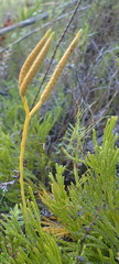 Lycopodium zanclophyllum