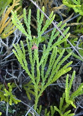 Lycopodium zanclophyllum