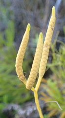 Lycopodium zanclophyllum