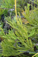 Lycopodium zanclophyllum