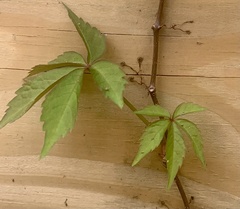Parthenocissus quinquefolia
