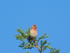 Haemorhous mexicanus