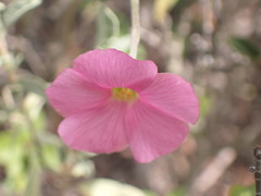 Oxalis bifurca
