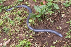 Gymnophiona