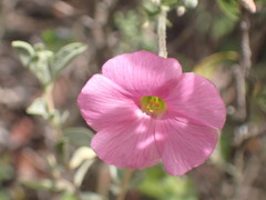 Oxalis bifurca