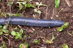 Gymnophiona