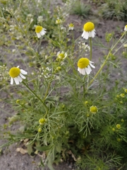 Matricaria chamomilla