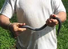 Gymnophiona
