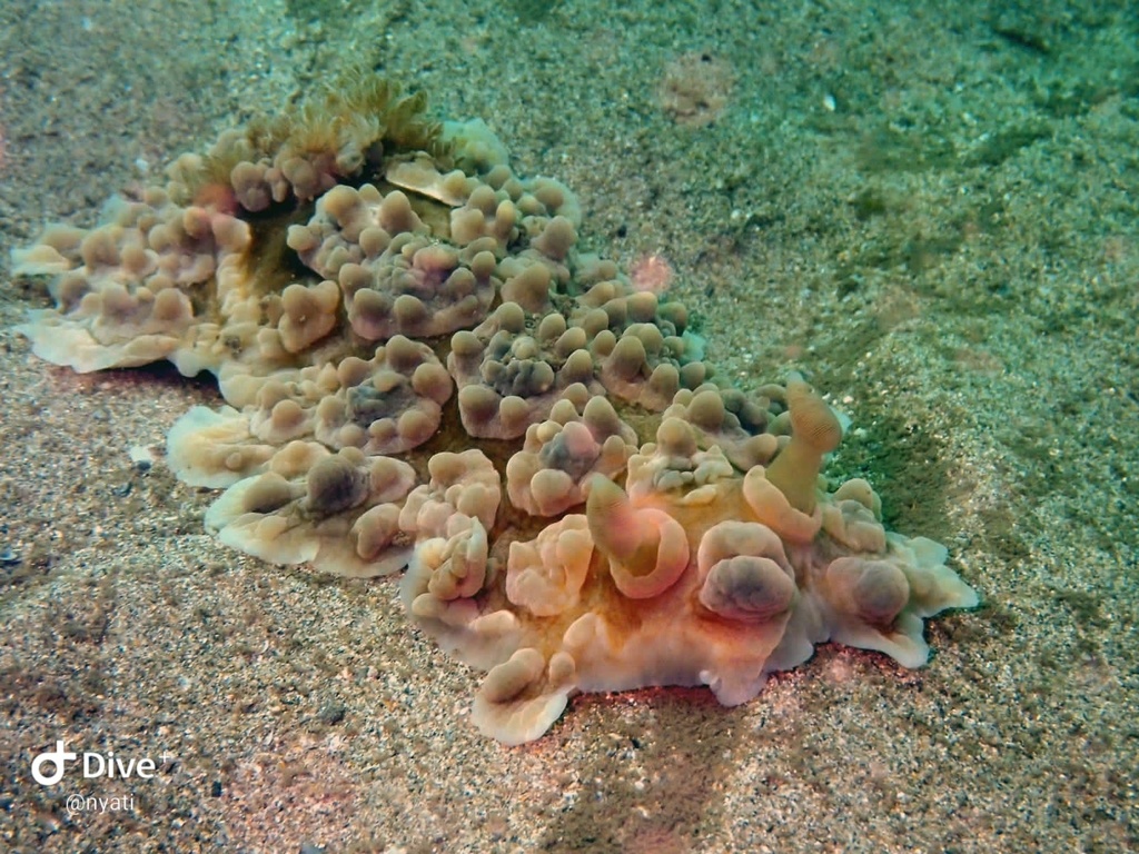 Carbuncle Sucking Dorid