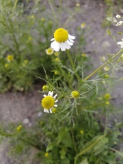Matricaria chamomilla