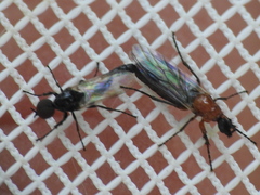 Dilophus tibialis breviceps