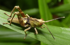 Agriacris