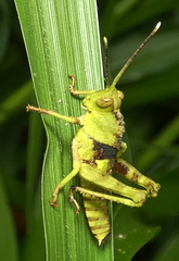 Agriacris