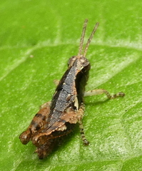 Eujivarus meridionalis