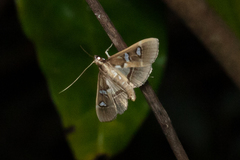 Glyphodes crithealis