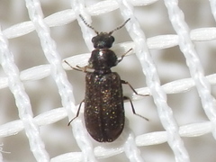 Melyrodes cribrata