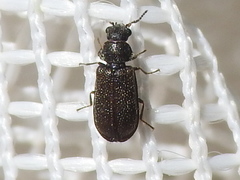 Melyrodes cribrata