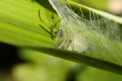 Aoaraneus pentagrammicus