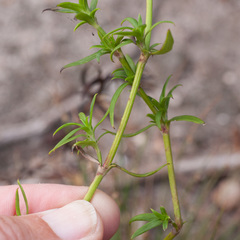 Carpacoce spermacocea