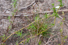 Carpacoce spermacocea