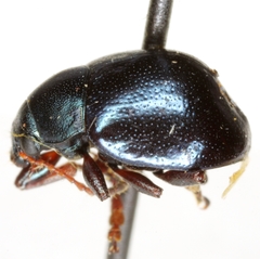 Chrysodinopsis basalis