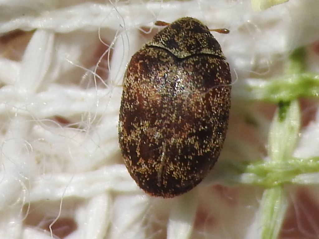 Anthrenus castaneae