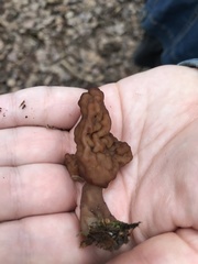 Gyromitra esculenta image