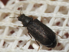 Melyrodes cribrata