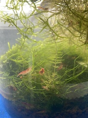 Neocaridina davidi