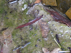 Gerris gracilicornis