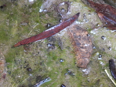 Gerris gracilicornis