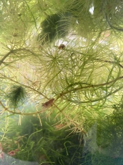 Neocaridina davidi