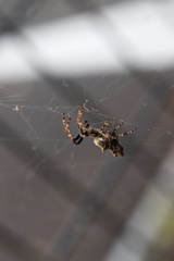 Cyclosa octotuberculata