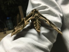 Eumorpha anchemolus