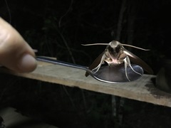 Eumorpha anchemolus