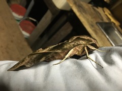 Eumorpha anchemolus