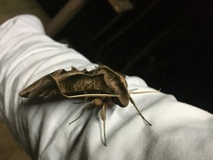 Eumorpha anchemolus