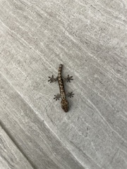Lepidodactylus lugubris