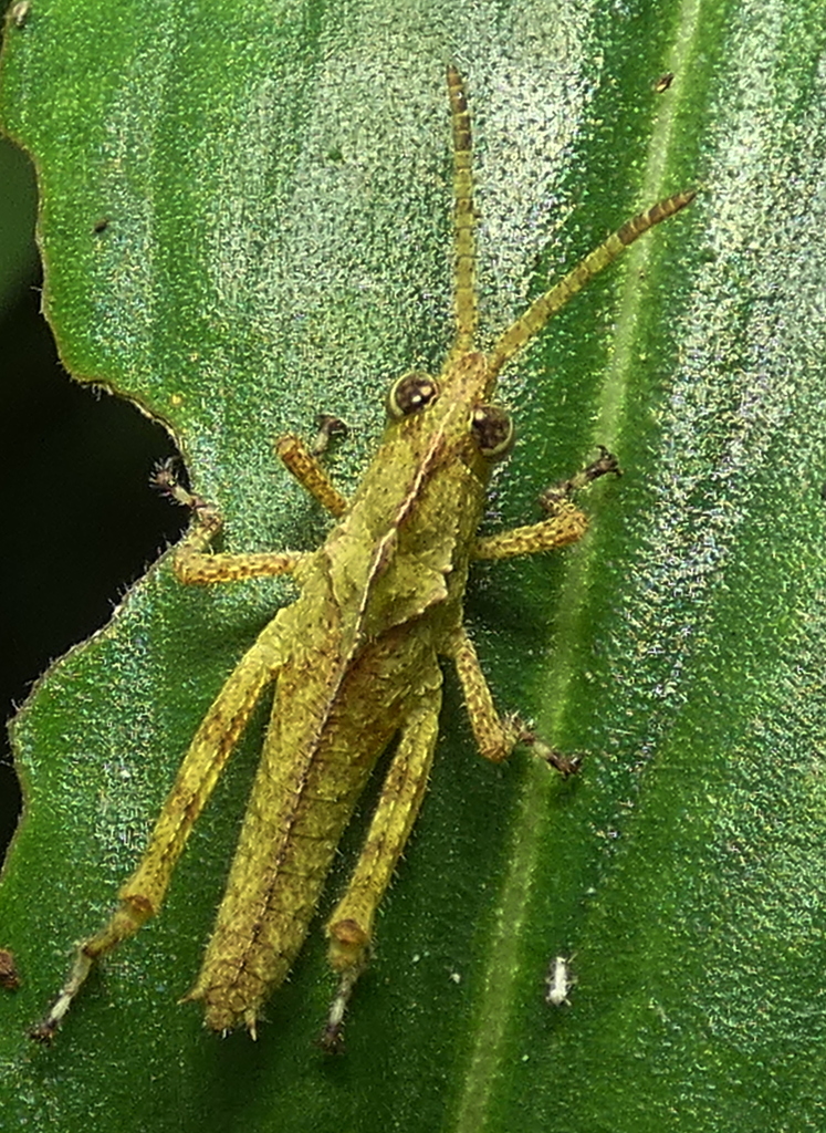 Romaleinae from Zona rural de Paudalho - Pernambuco on April 16, 2022 ...