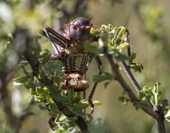 Acanthoplus discoidalis