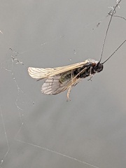 Ceraclea nigronervosa