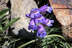 Penstemon hallii