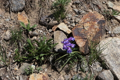 Penstemon hallii