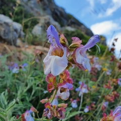 Salvia pomifera