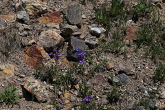 Penstemon hallii