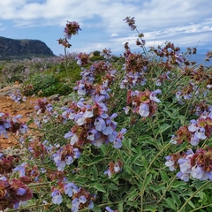 Salvia pomifera