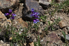 Penstemon hallii